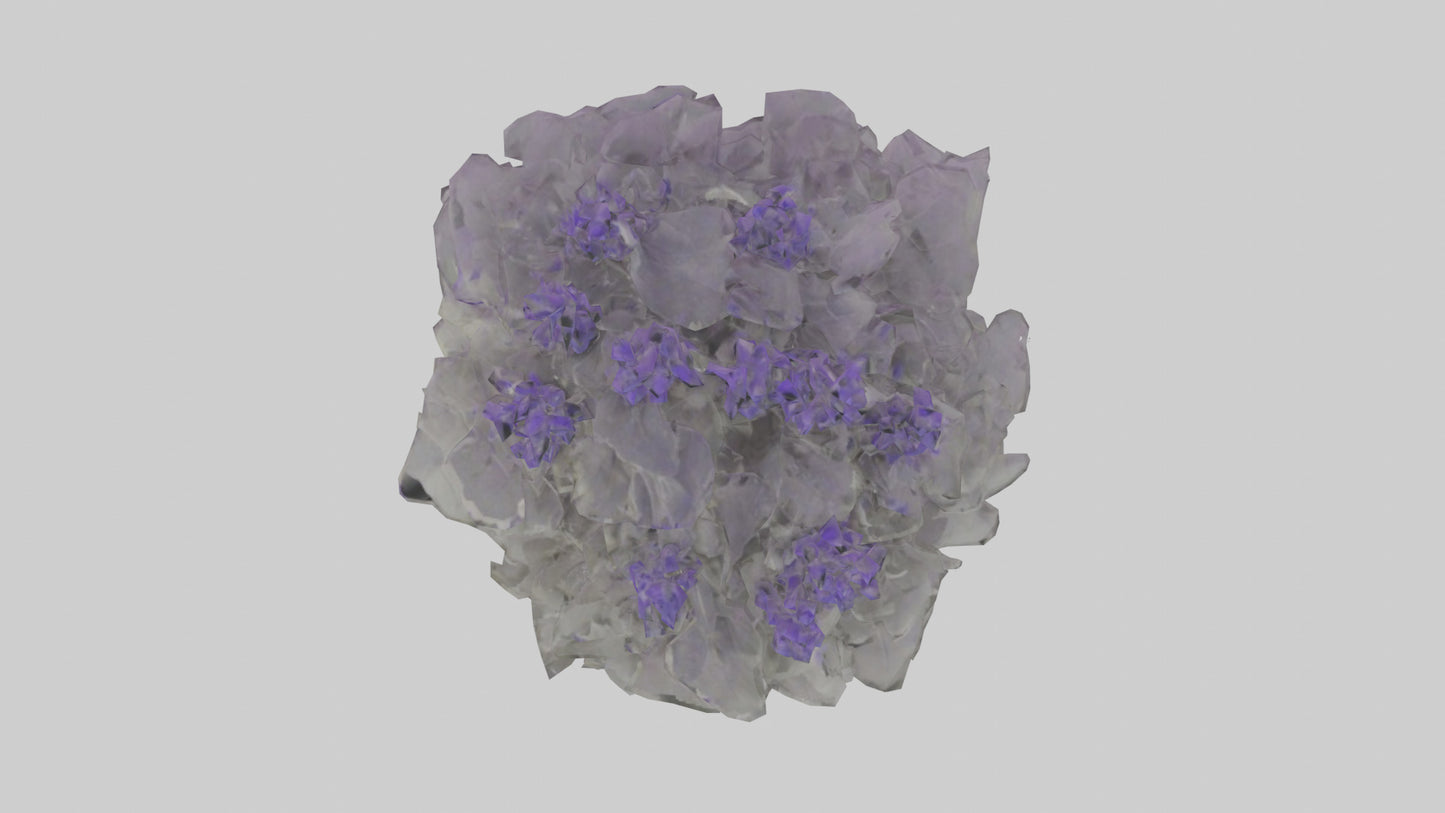 3D model Salvia model VR / AR / low-poly