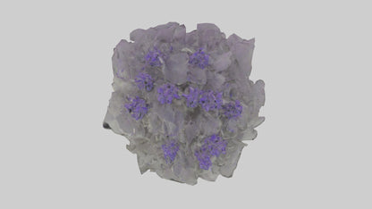 3D model Salvia model VR / AR / low-poly