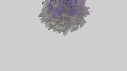 3D model Salvia model VR / AR / low-poly