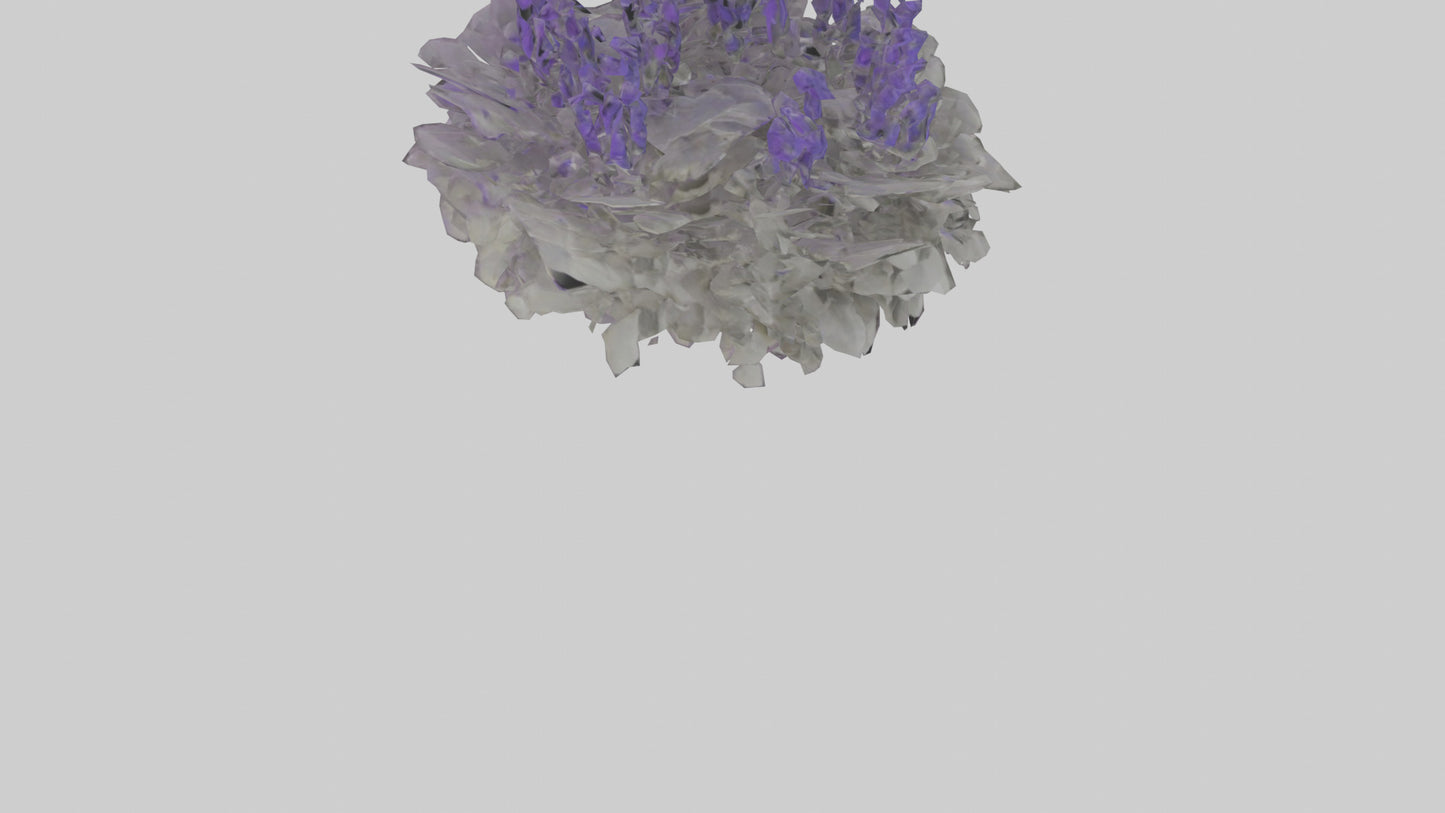 3D model Salvia model VR / AR / low-poly