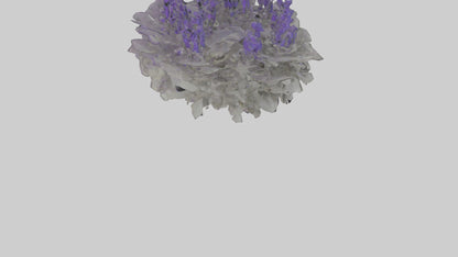 3D model Salvia model VR / AR / low-poly