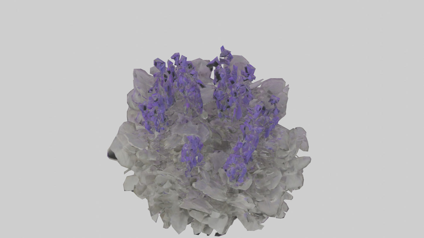 3D model Salvia model VR / AR / low-poly