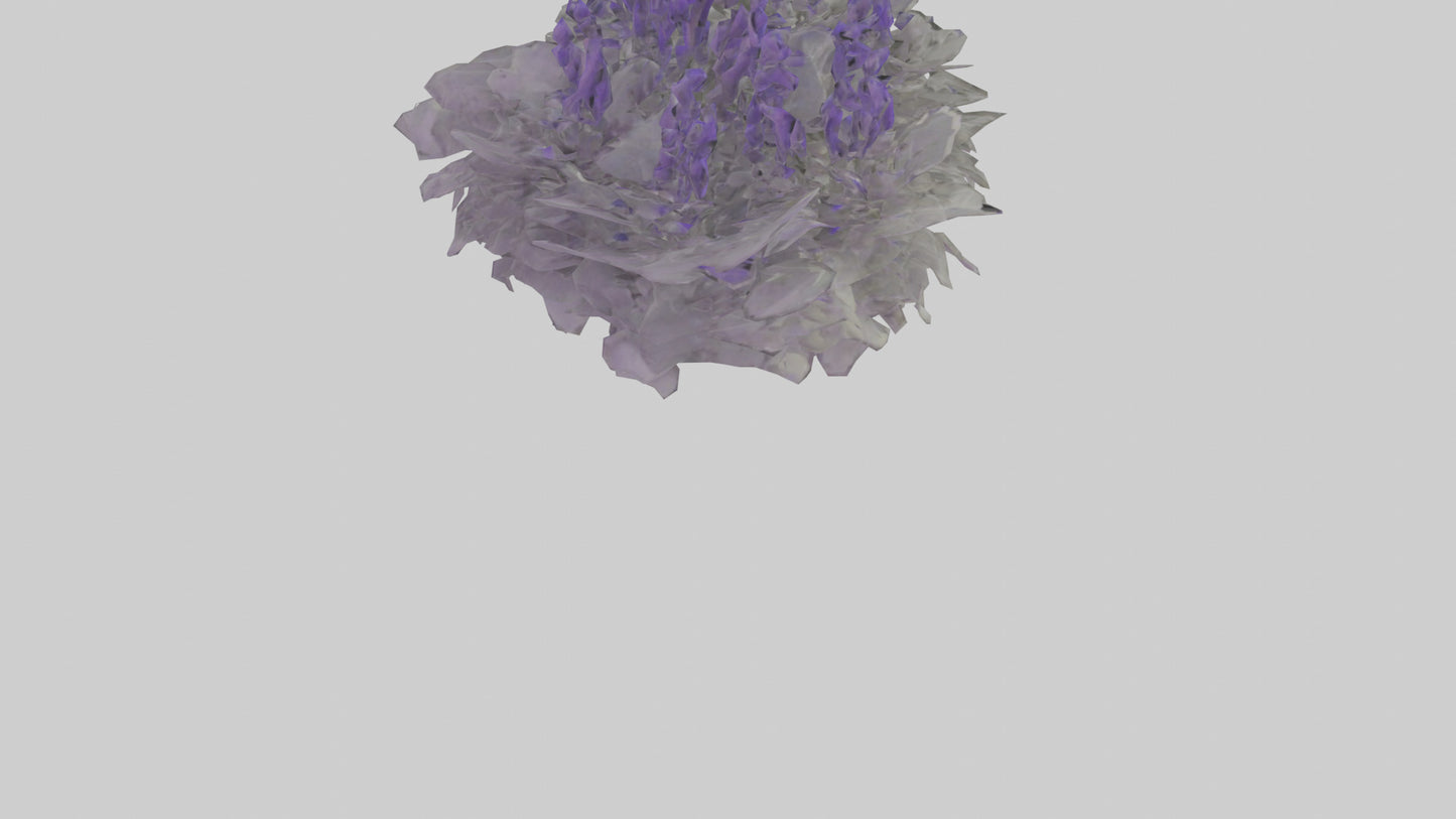 3D model Salvia model VR / AR / low-poly