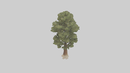 3D model Sand Pine tree model VR / AR / low-poly