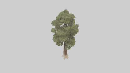 3D model Sand Pine tree model VR / AR / low-poly