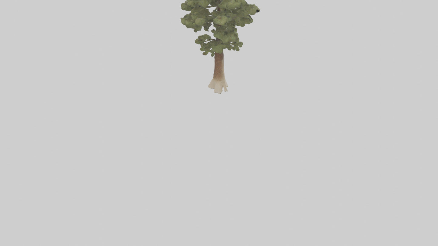 3D model Sand Pine tree model VR / AR / low-poly