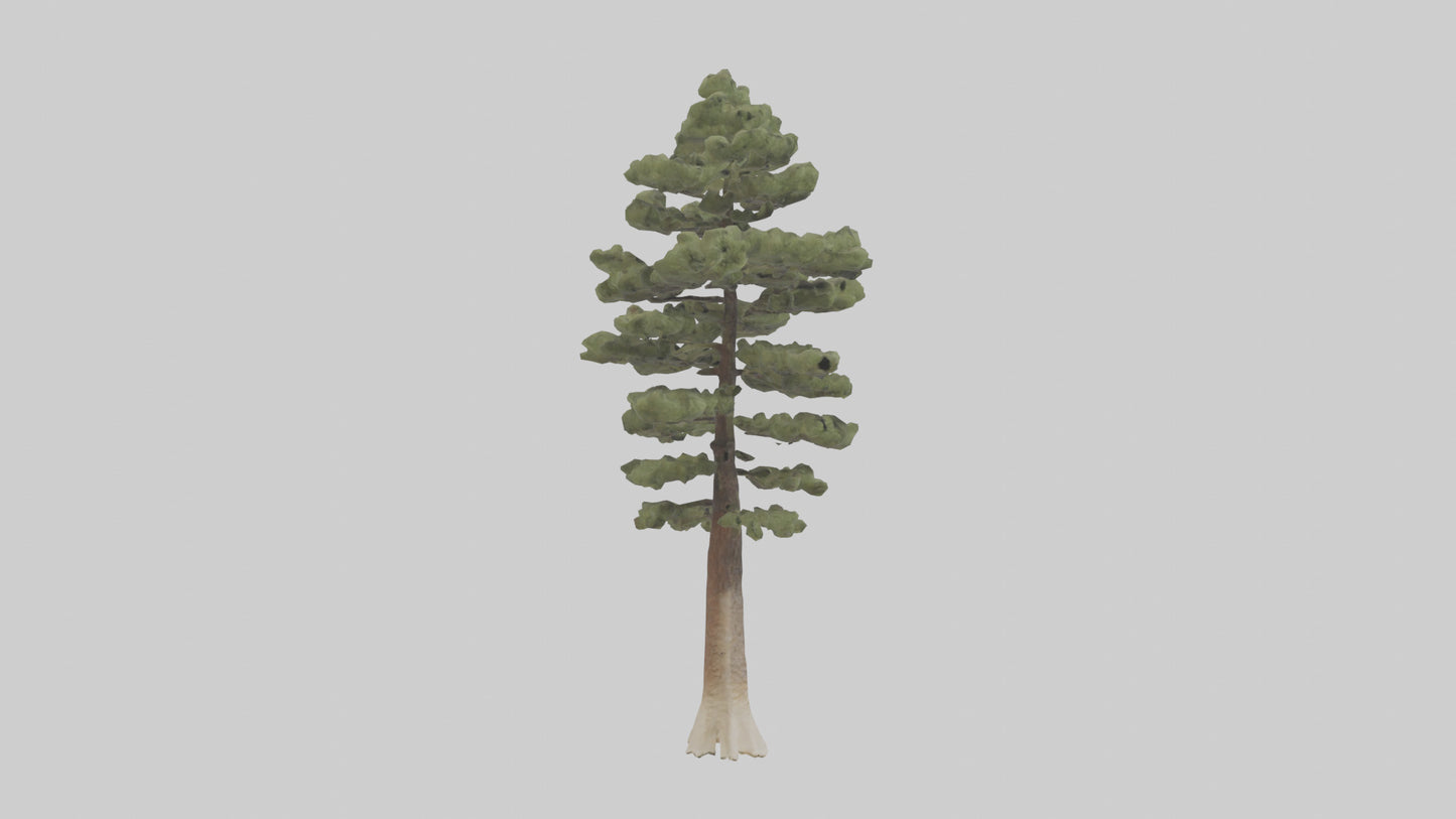 3D model Sand Pine tree model VR / AR / low-poly