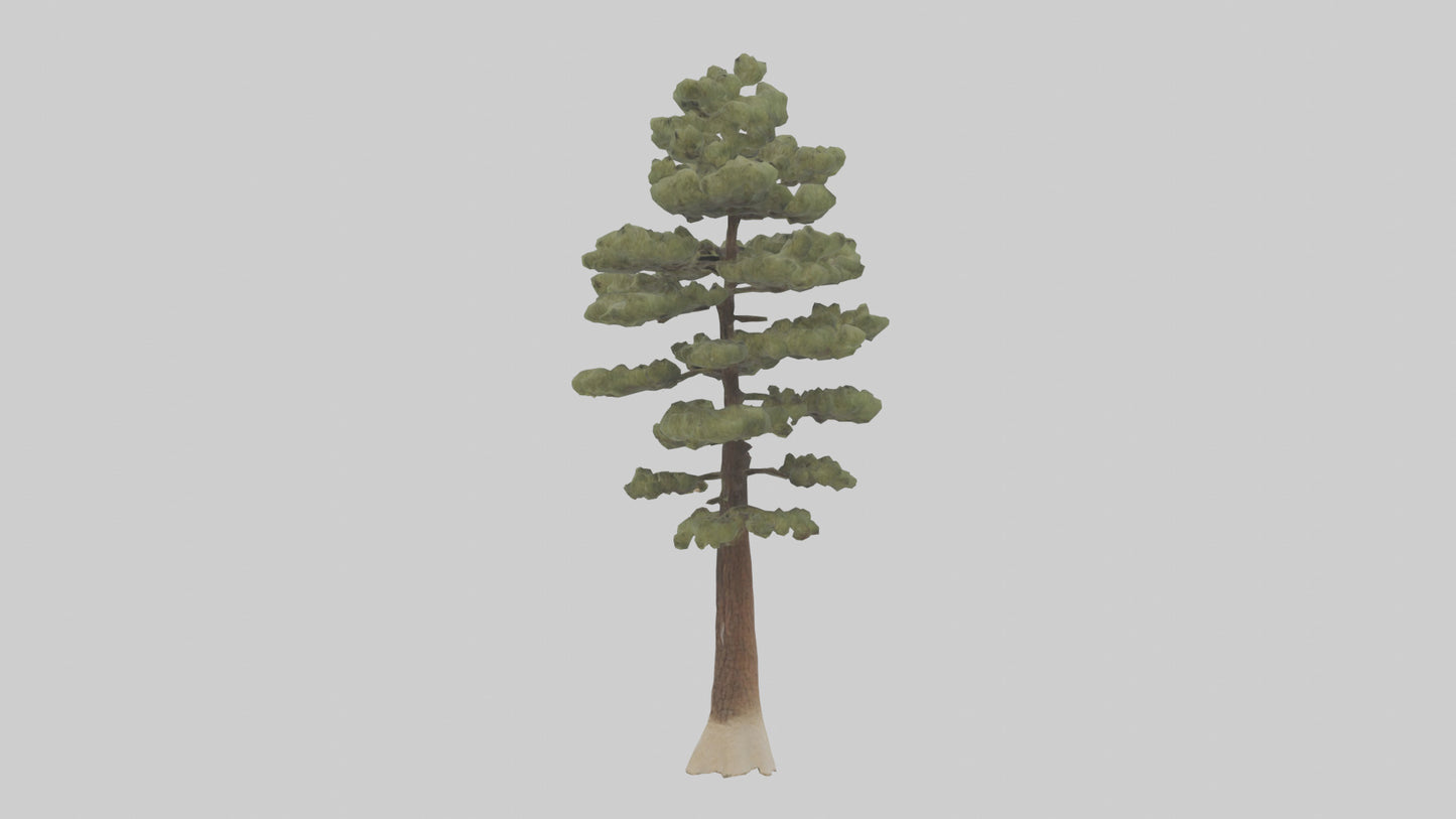3D model Sand Pine tree model VR / AR / low-poly