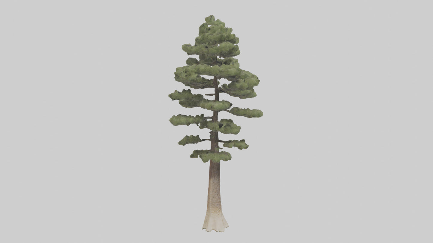 3D model Sand Pine tree model VR / AR / low-poly