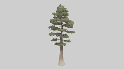 3D model Sand Pine tree model VR / AR / low-poly