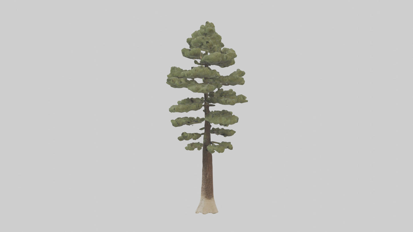 3D model Sand Pine tree model VR / AR / low-poly