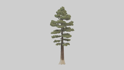 3D model Sand Pine tree model VR / AR / low-poly