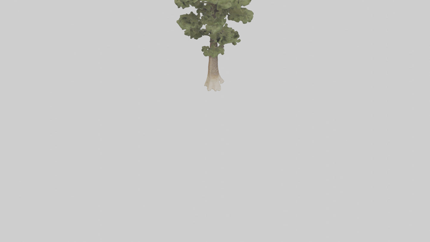 3D model Sand Pine tree model VR / AR / low-poly