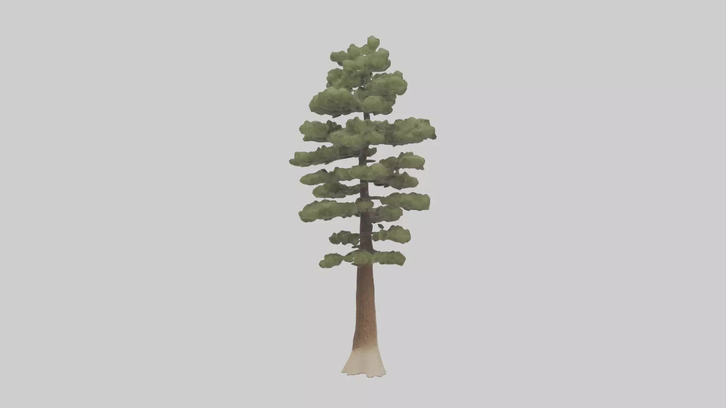 3D model Sand Pine tree model VR / AR / low-poly