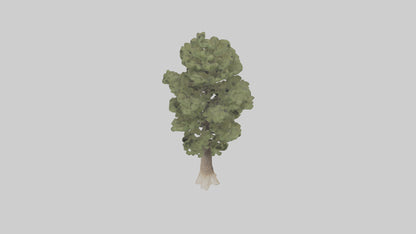 3D model Sand Pine tree model VR / AR / low-poly