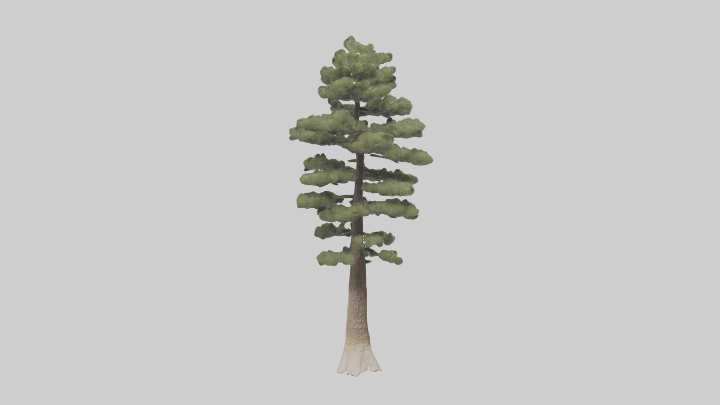 3D model Sand Pine tree model VR / AR / low-poly
