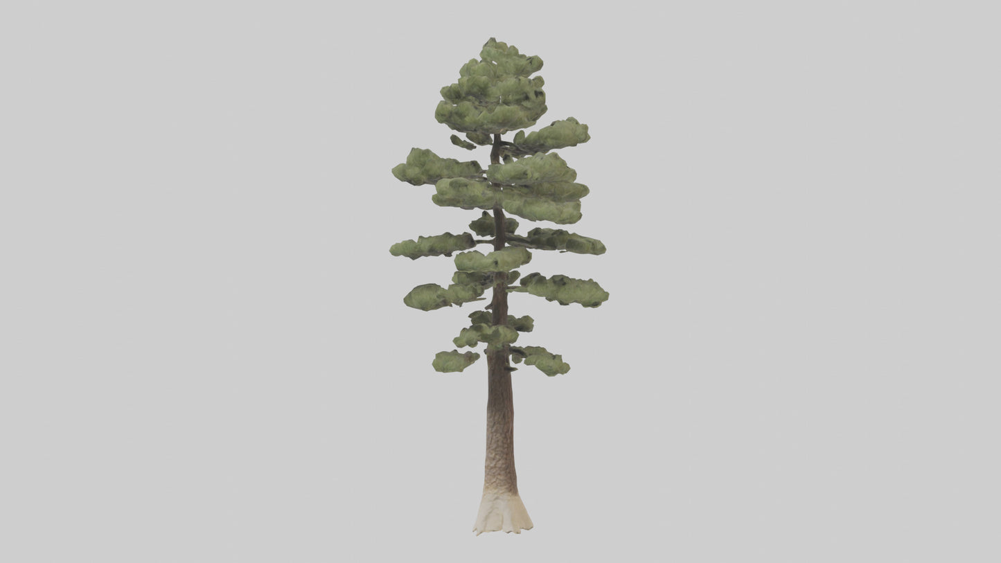 3D model Sand Pine tree model VR / AR / low-poly