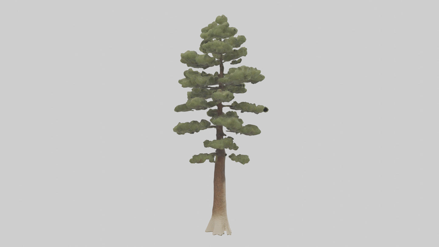 3D model Sand Pine tree model VR / AR / low-poly