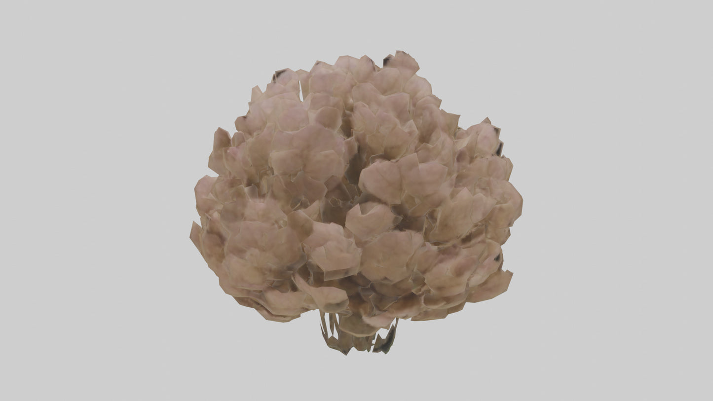 Sand Verbena model VR / AR / low-poly