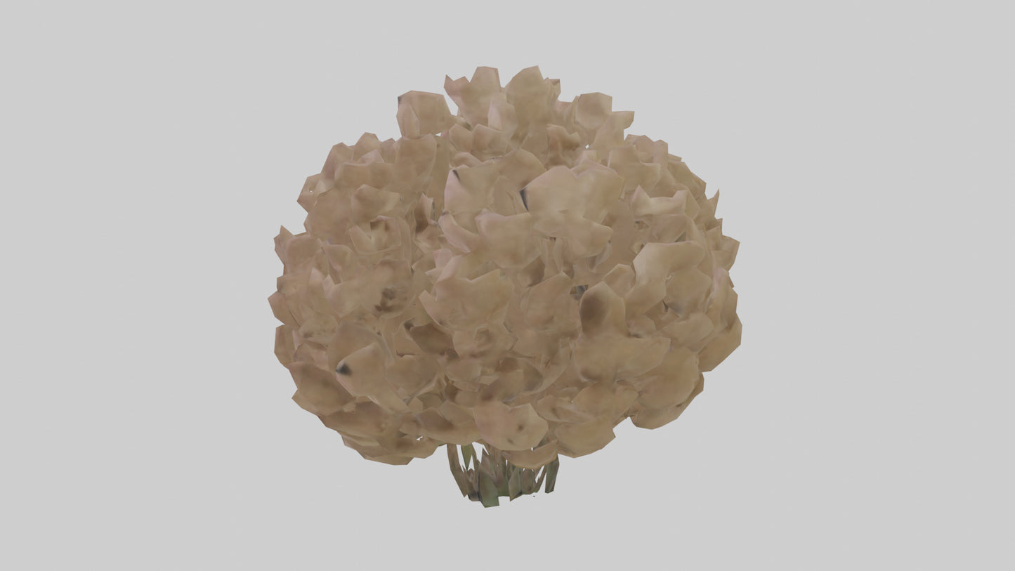 Sand Verbena model VR / AR / low-poly