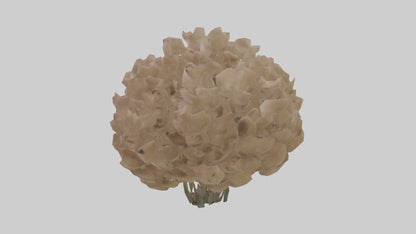 Sand Verbena model VR / AR / low-poly