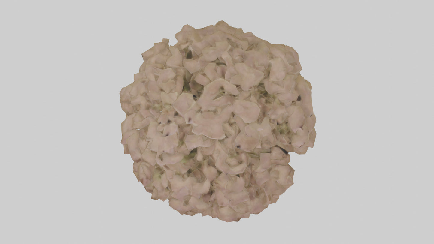Sand Verbena model VR / AR / low-poly