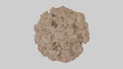 Sand Verbena model VR / AR / low-poly