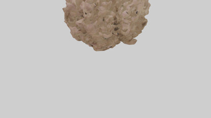 Sand Verbena model VR / AR / low-poly
