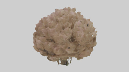 Sand Verbena model VR / AR / low-poly