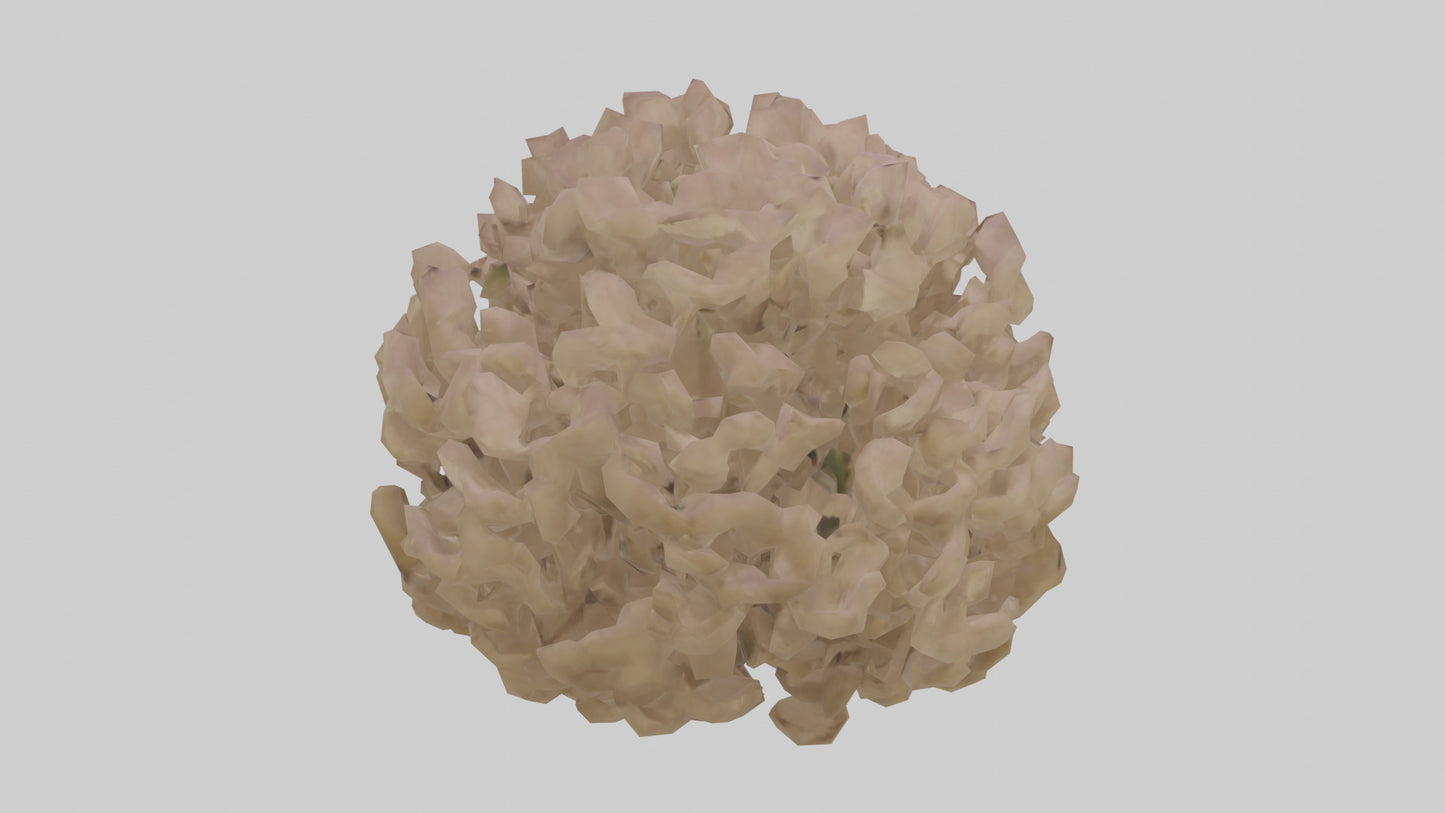 Sand Verbena model VR / AR / low-poly