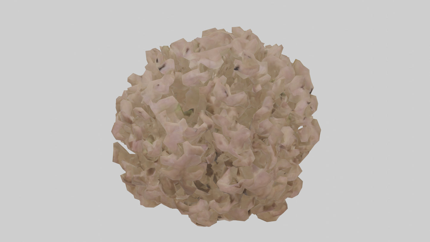 Sand Verbena model VR / AR / low-poly