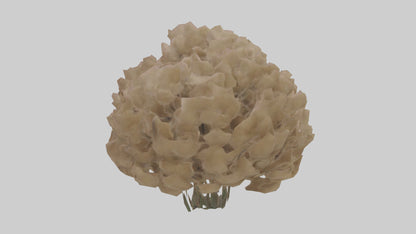 Sand Verbena model VR / AR / low-poly