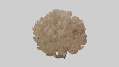 Sand Verbena model VR / AR / low-poly