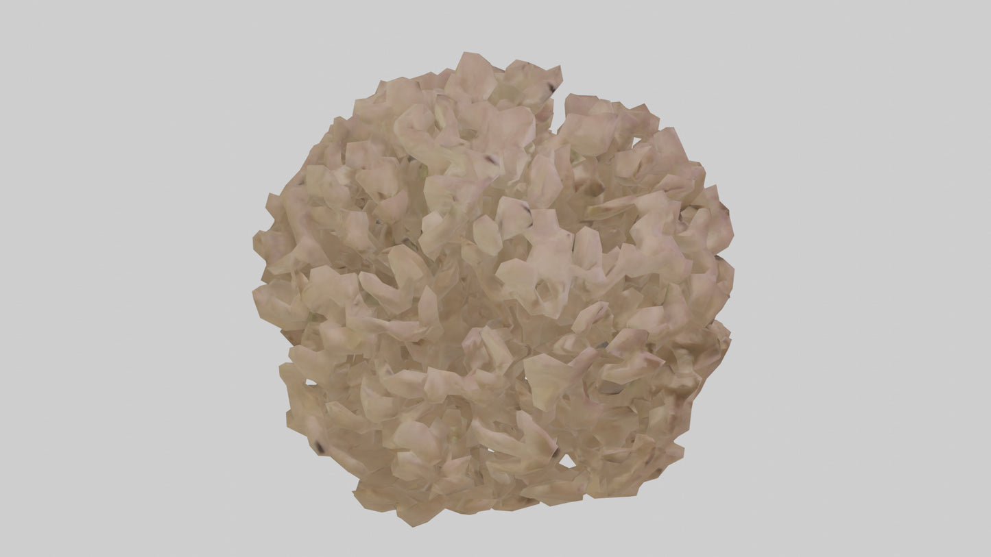 Sand Verbena model VR / AR / low-poly