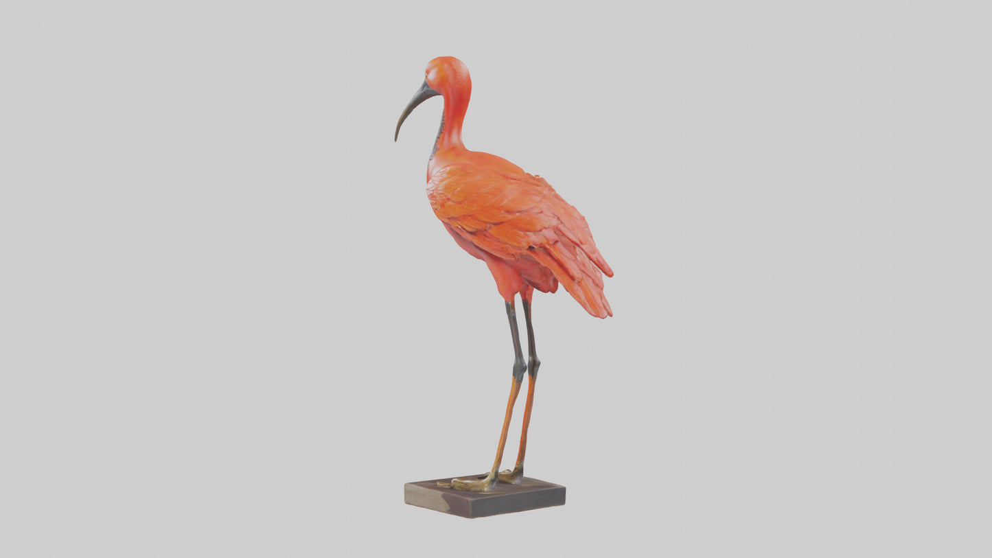 Scarlet Ibis statue model VR / AR / low-poly