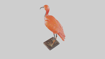 Scarlet Ibis statue model VR / AR / low-poly