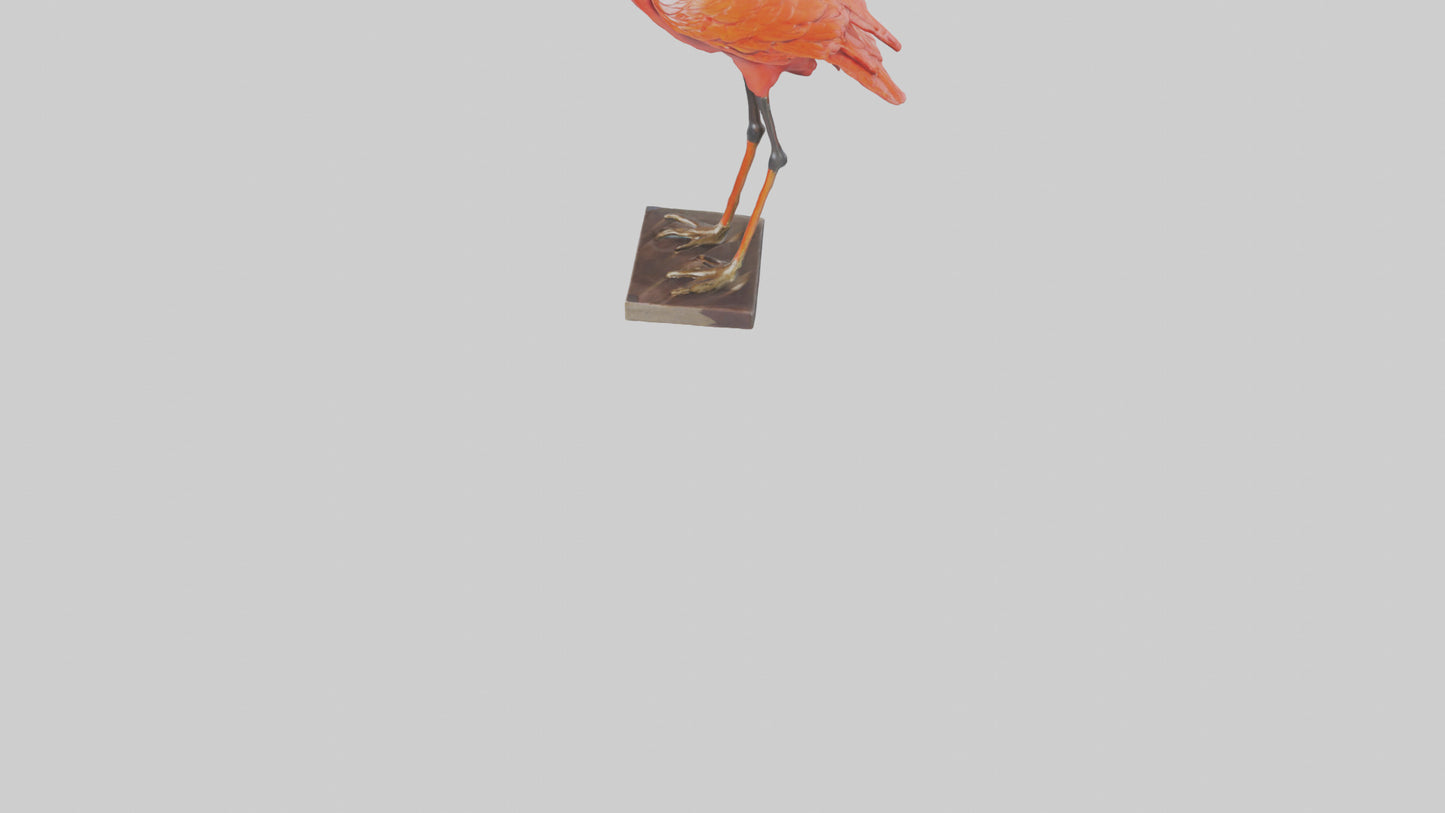 Scarlet Ibis statue model VR / AR / low-poly