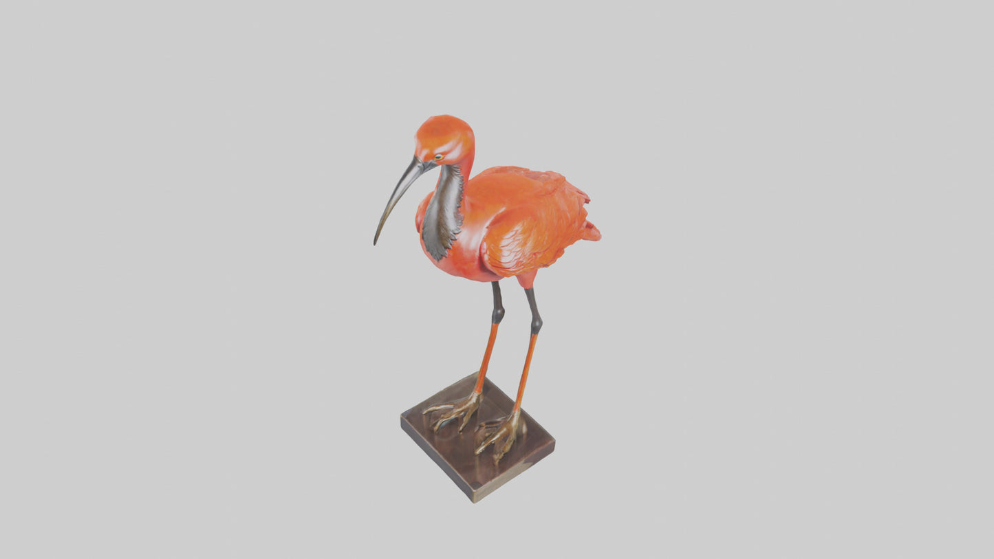 Scarlet Ibis statue model VR / AR / low-poly