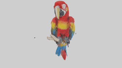 Scarlet Macaw perched model VR / AR / low-poly