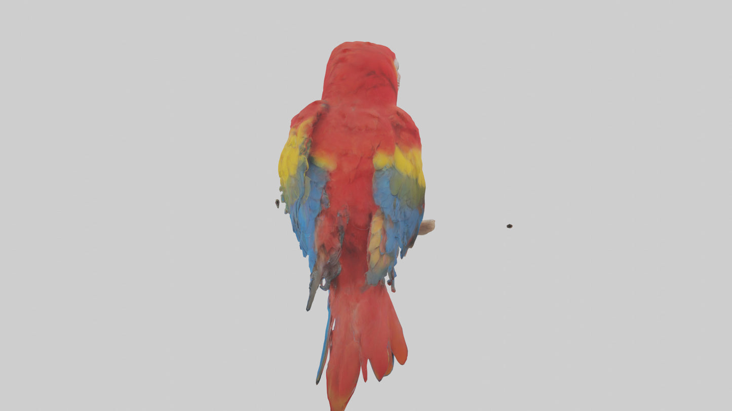 Scarlet Macaw perched model VR / AR / low-poly