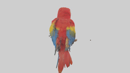 Scarlet Macaw perched model VR / AR / low-poly