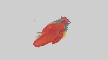 Scarlet Macaw perched model VR / AR / low-poly