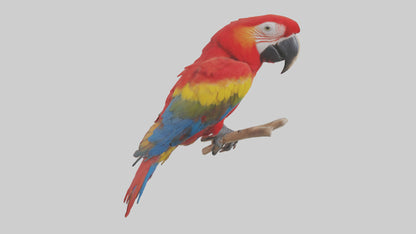 Scarlet Macaw perched model VR / AR / low-poly