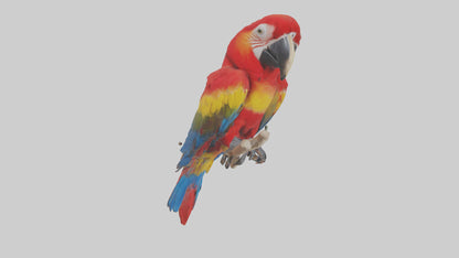 Scarlet Macaw perched model VR / AR / low-poly