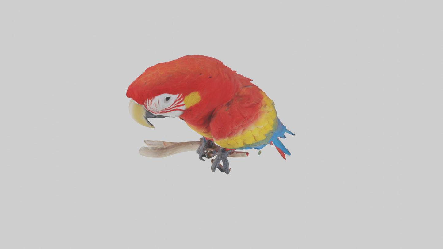 Scarlet Macaw perched model VR / AR / low-poly