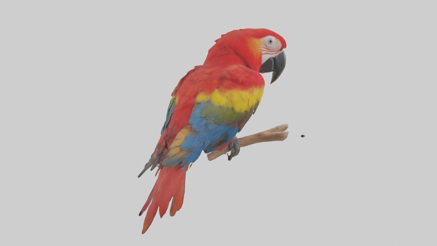 Scarlet Macaw perched model VR / AR / low-poly