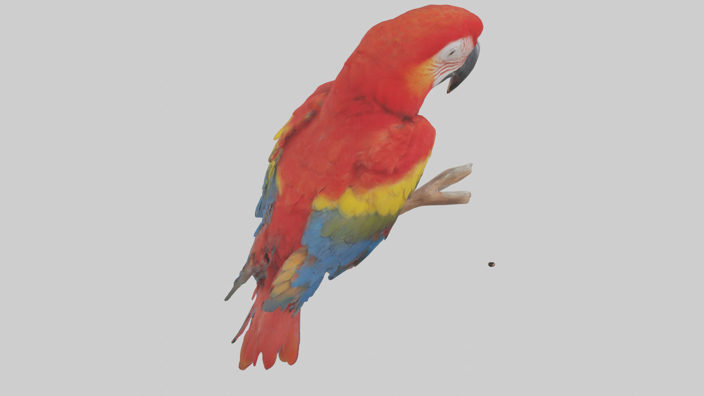 Scarlet Macaw perched model VR / AR / low-poly