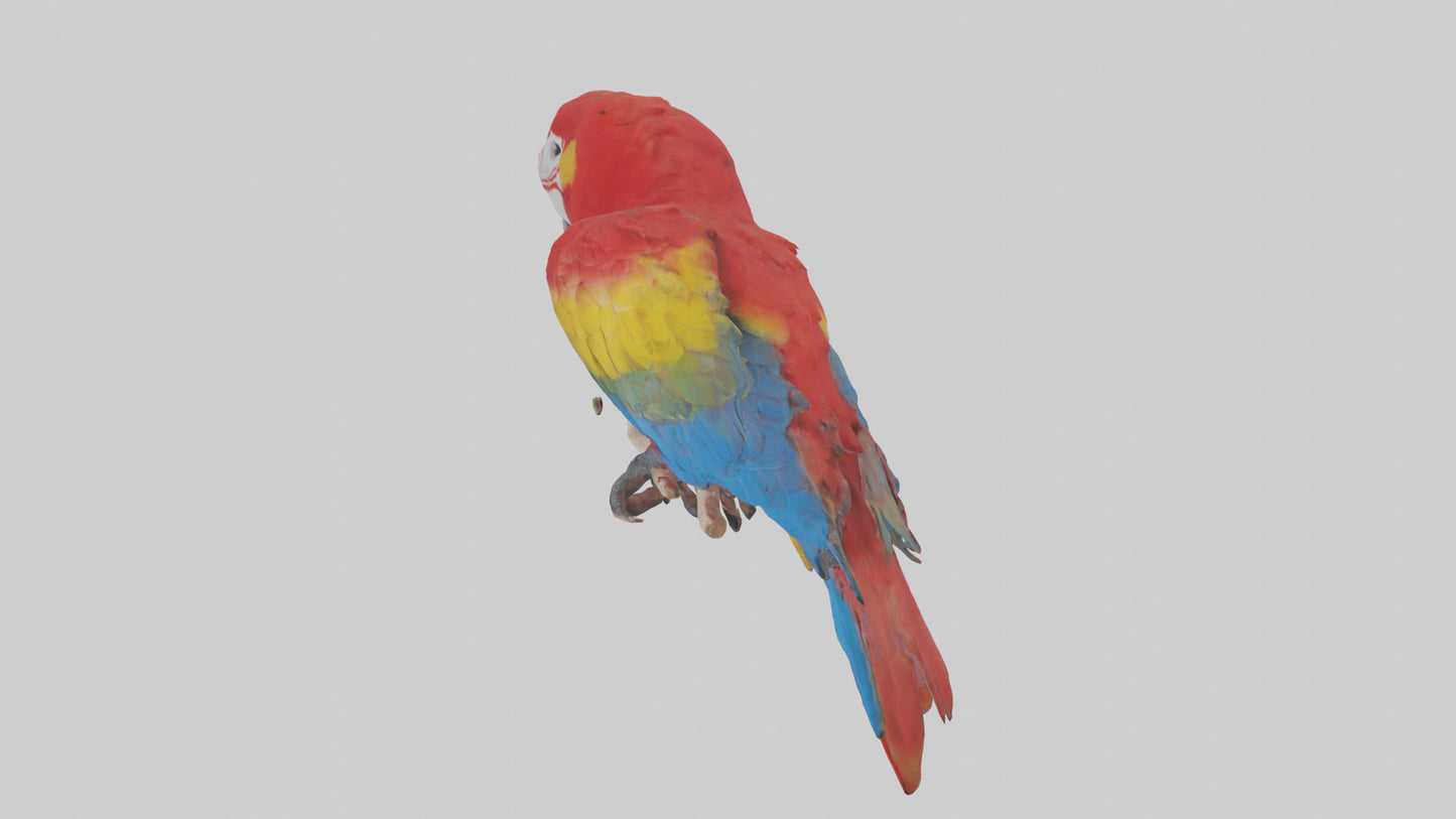 Scarlet Macaw perched model VR / AR / low-poly