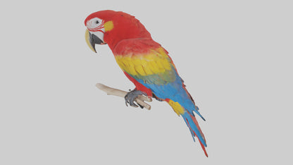 Scarlet Macaw perched model VR / AR / low-poly