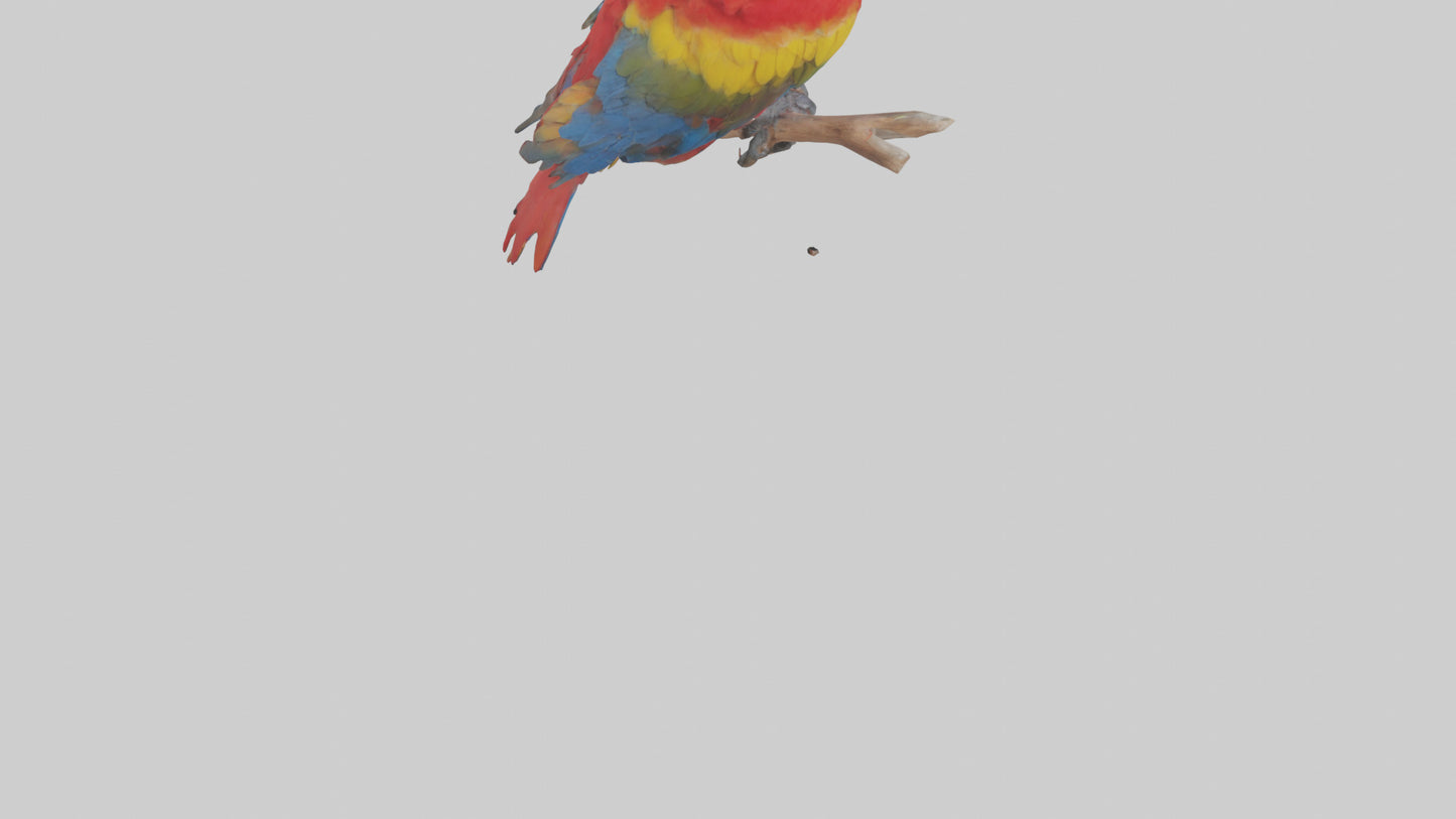 Scarlet Macaw perched model VR / AR / low-poly